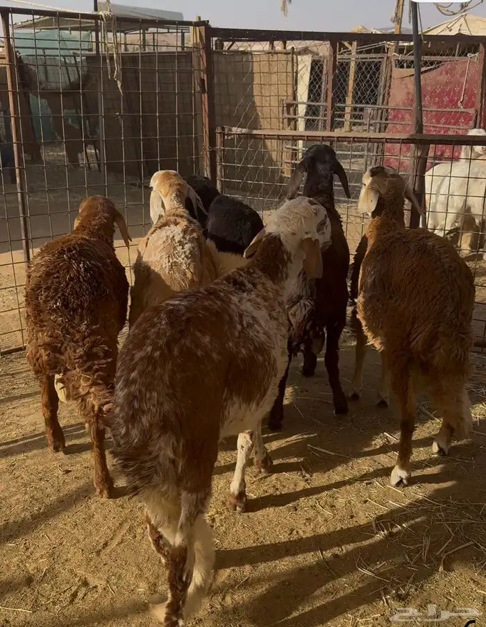 ذبايح للبيع مع خدمه التوصيل 0