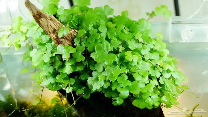 نبات حوض السمك 6