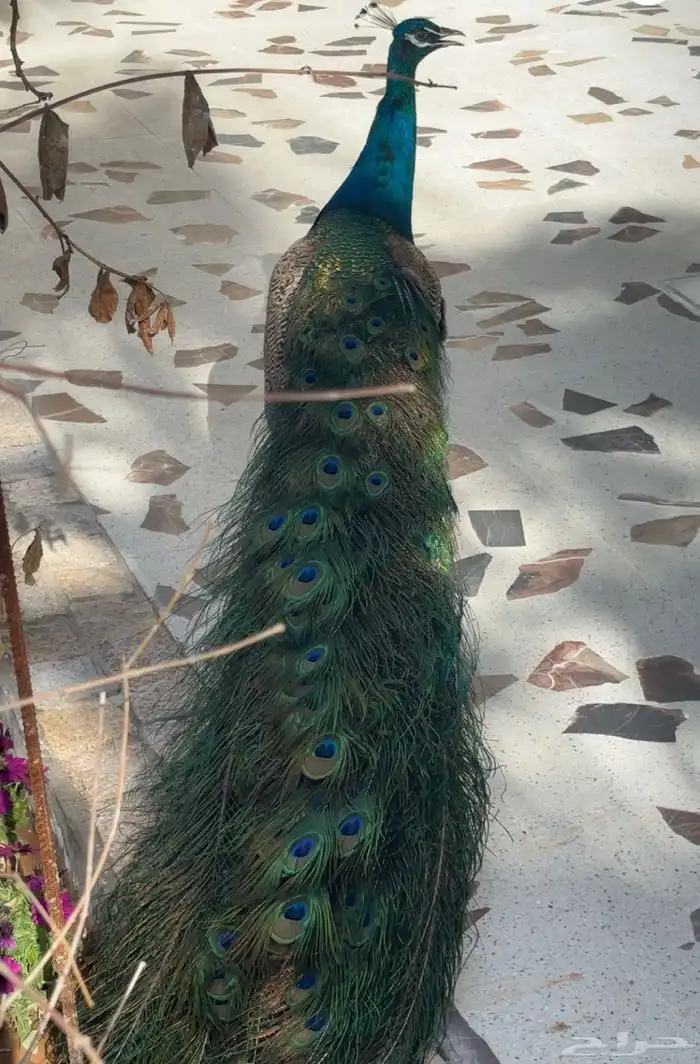 طاووس 0
