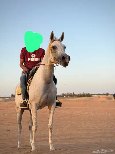 فرس واهو مكس لقاح ثقيل 1