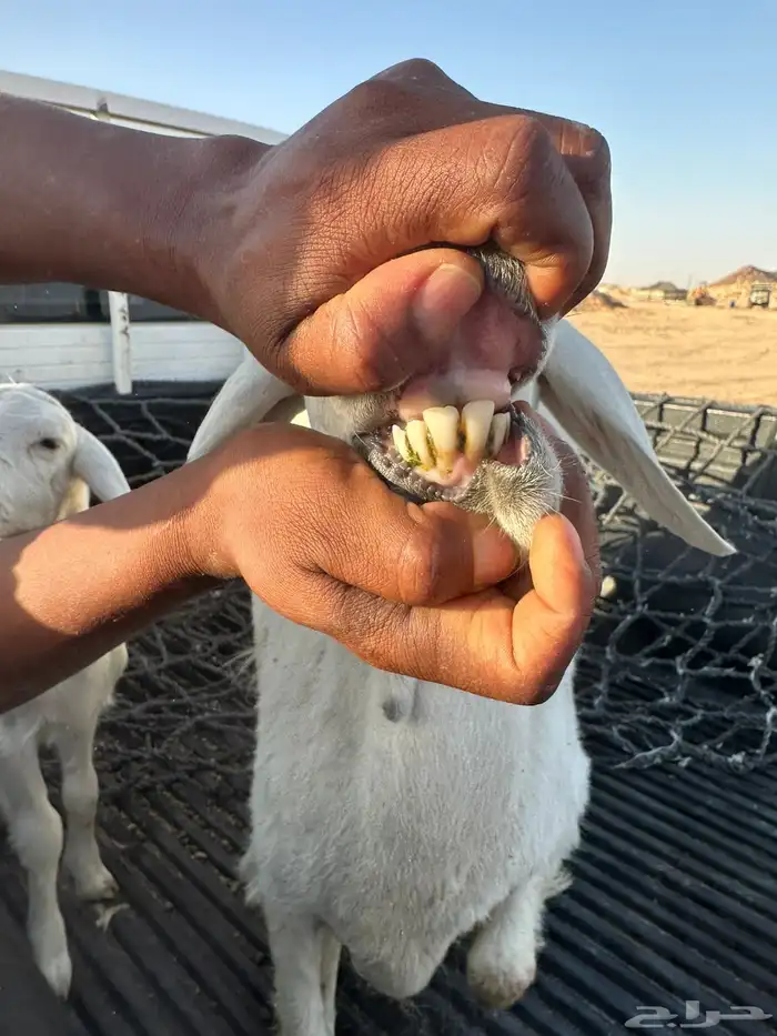 تم البيع خارج الموقع 0