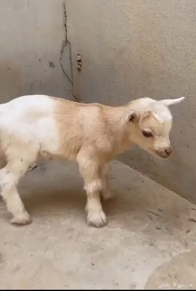 ماعز قزم نتفه ما شاء الله كبر اليد 0