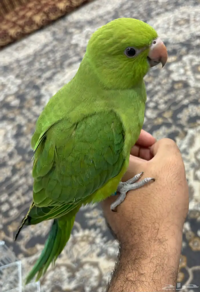 درة هندية ( تم البيع ) 5