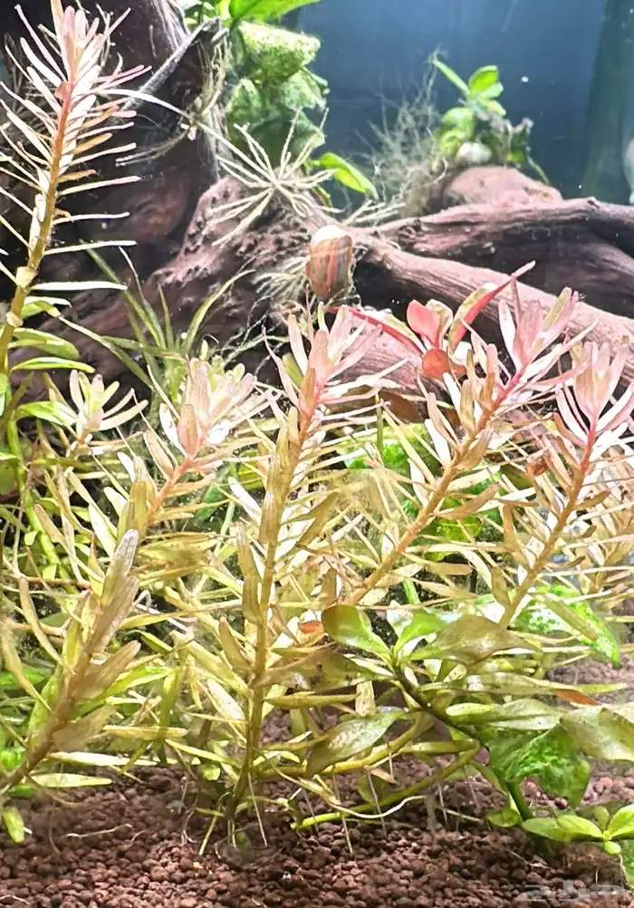 نبات حوض السمك 17