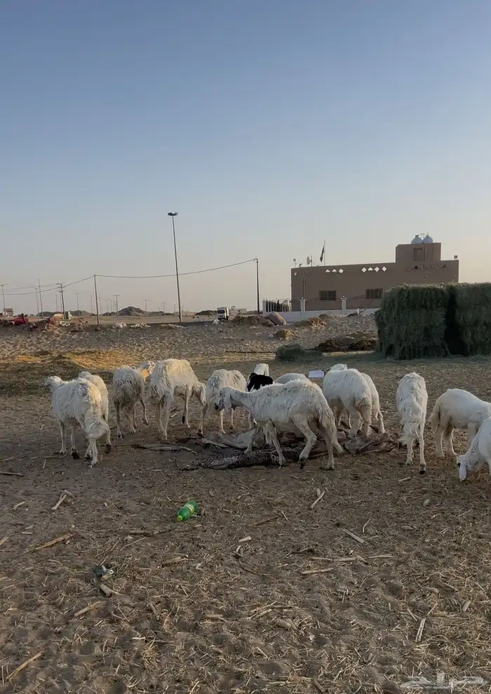 9حريات تحتها 9 1