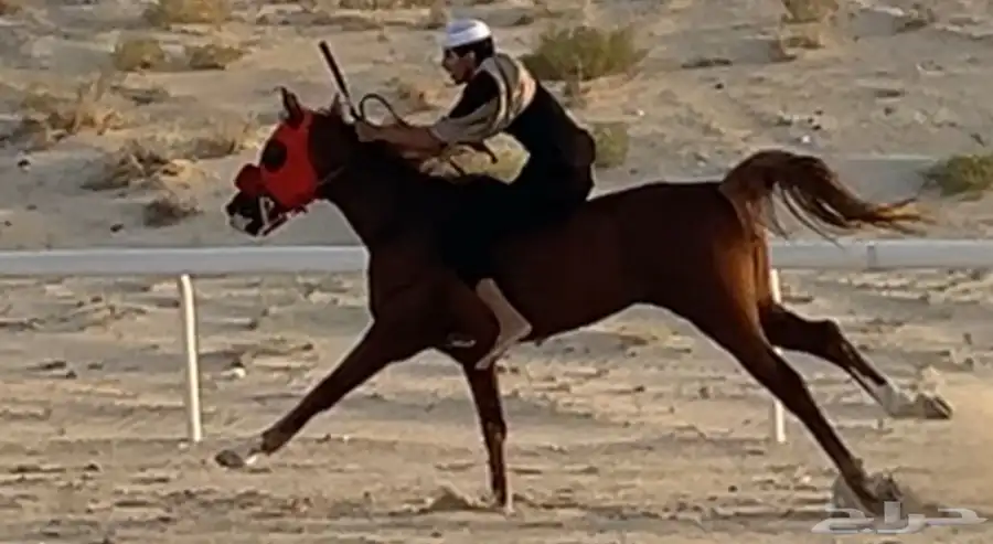 حصان شعبي للبيع الاسم هود 5