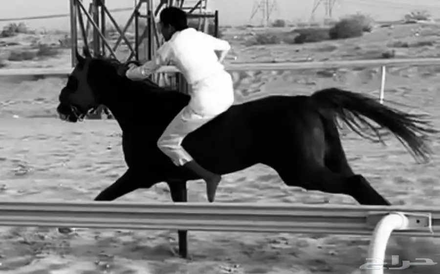 حصان شعبي للبيع الاسم هود 4