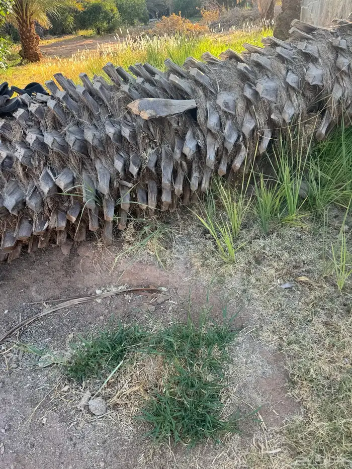جذوع نخيل وسعف وعمدان اثل 0