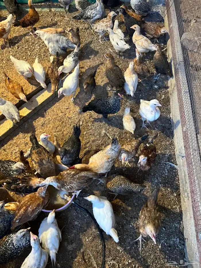 صوص دجاج تم البيع 2