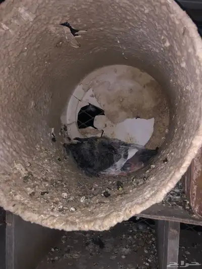 حمام مشكل تركي وهزاز انتاج بطل 2
