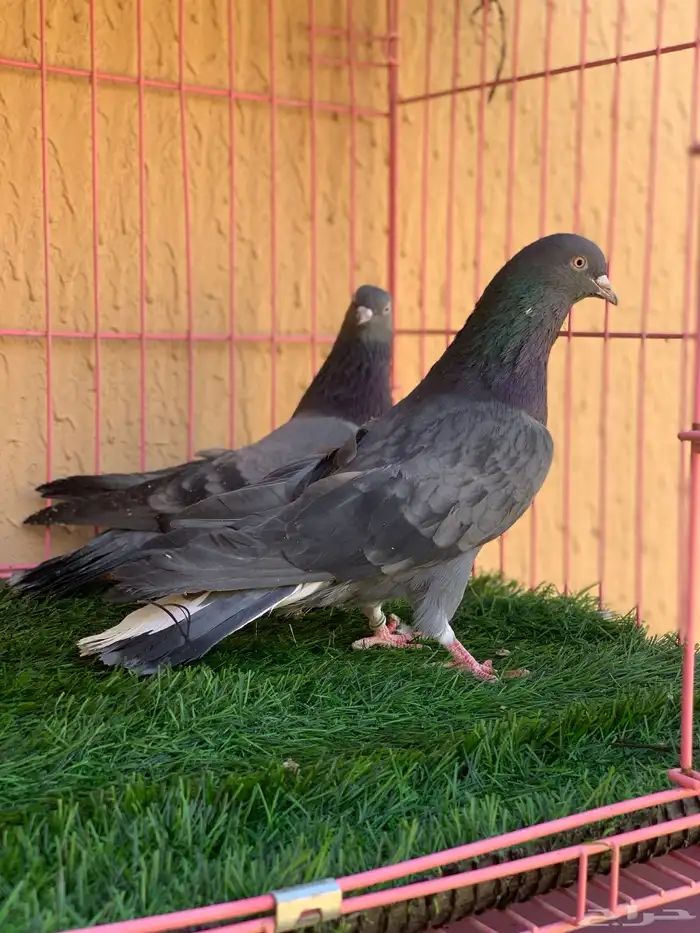 حمام قطايف 4