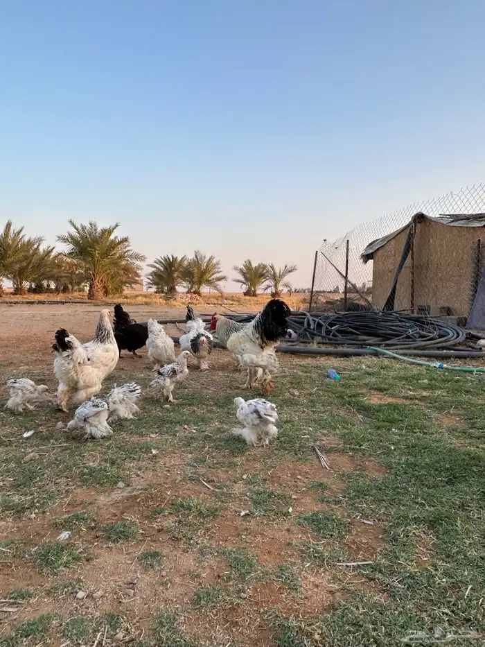للبيع ديك و 6 دجاج براهما كولمبي مع 9 فروخ. 10