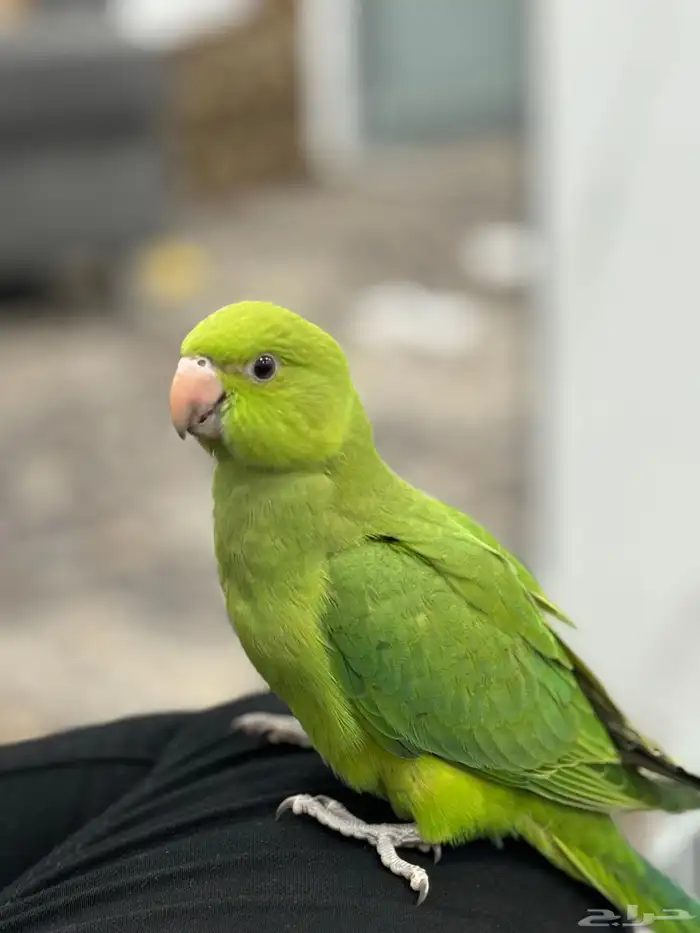 درة هندية ( تم البيع ) 1