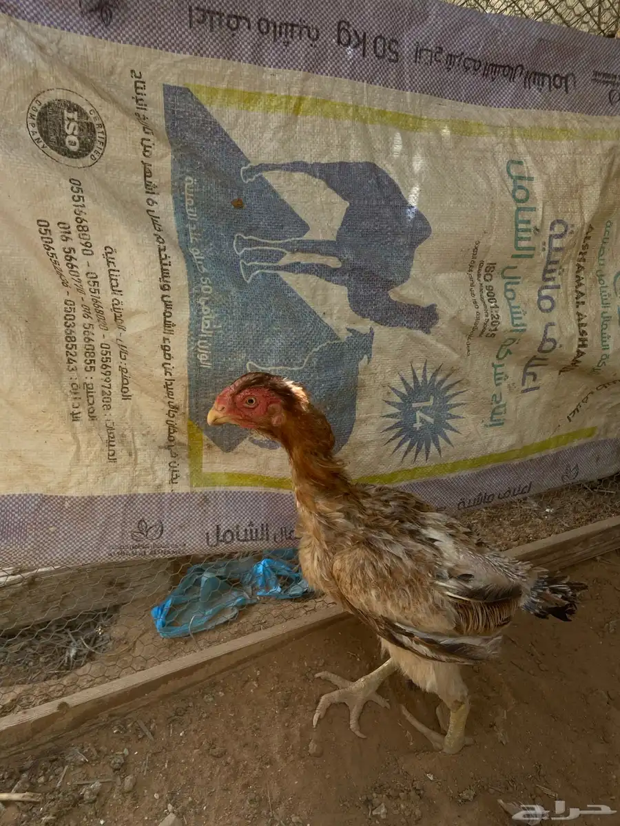دجاجه بكستانيه 2