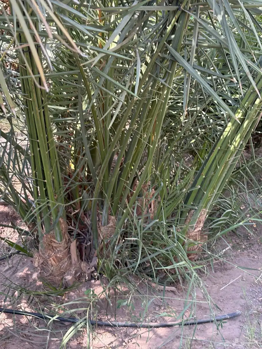 صنية روثن 0
