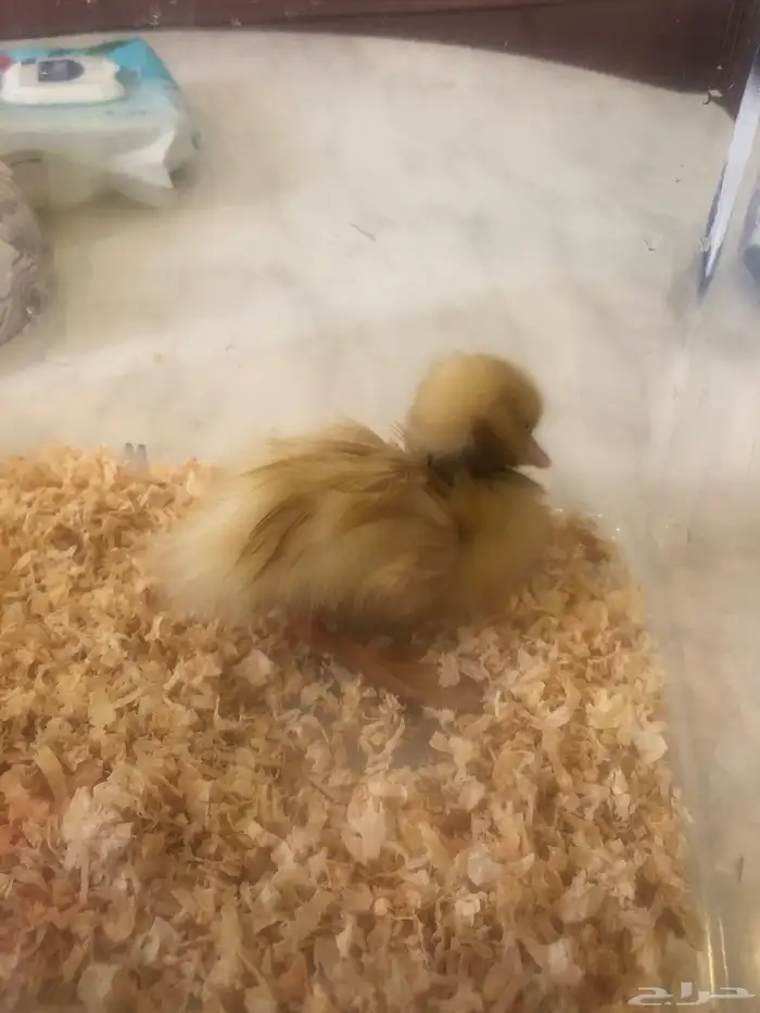 بطه للبيع 1