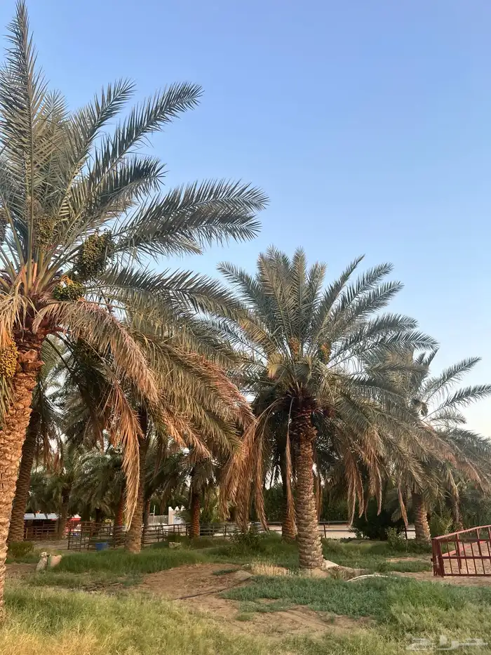 نخل 1