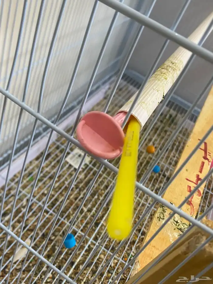 قفص فقص للبيع 1