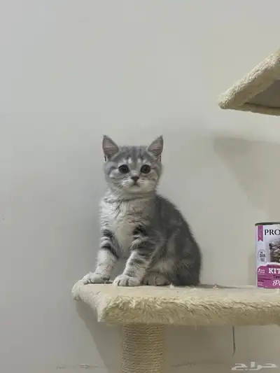 كيتن سكوتش فولد ستريت 5