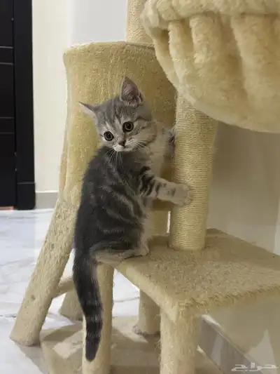 كيتن سكوتش فولد ستريت 7