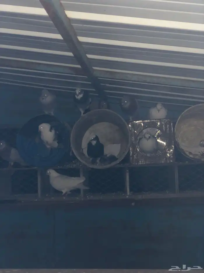 حمام مشكل تركي وهزاز انتاج بطل 1