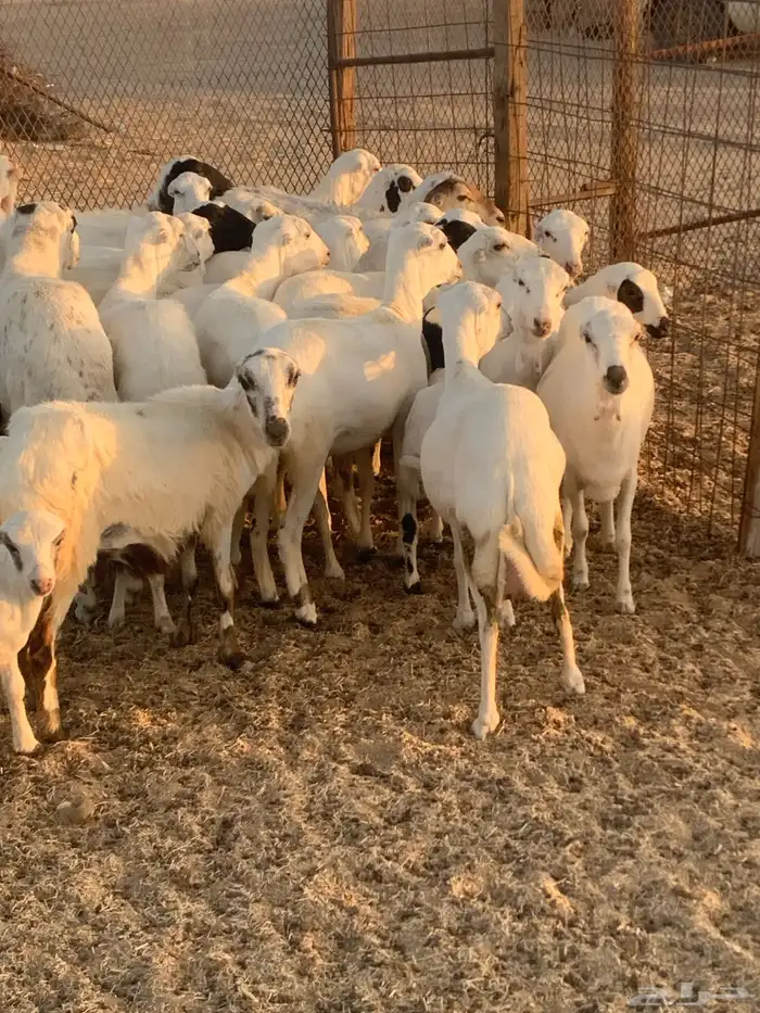 للبيع رخال رفيديات مواليد ودفيع 2