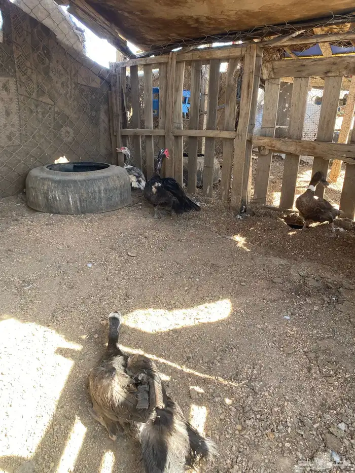 5 بط نظيفه 0