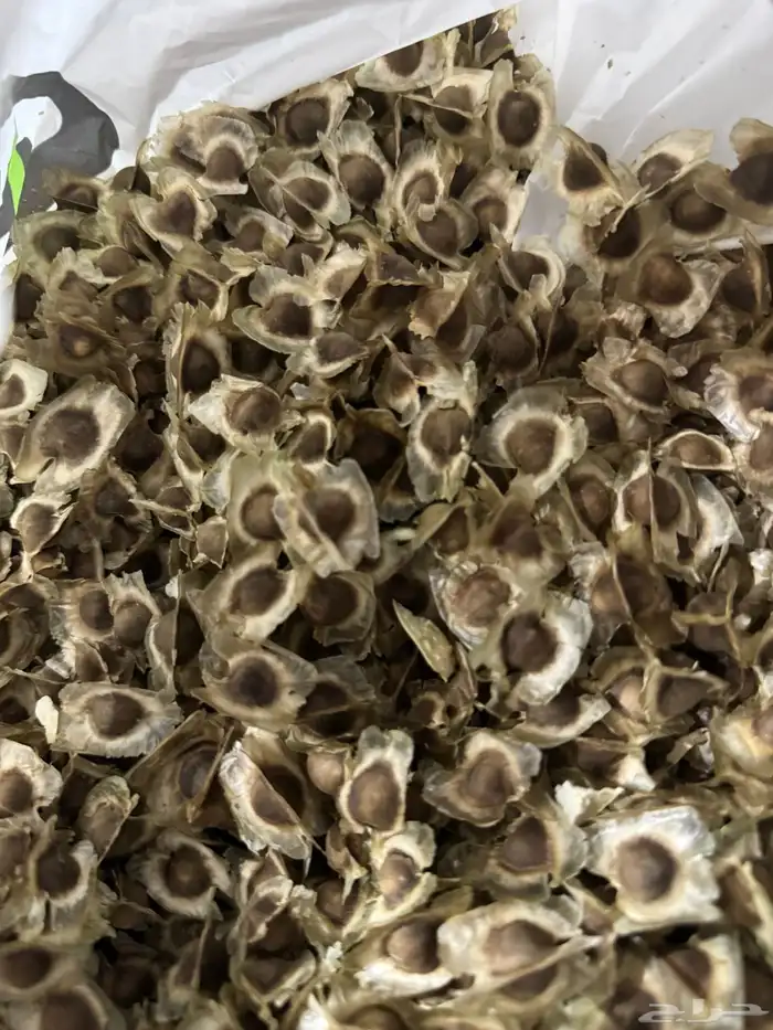 بذور مورنقا انتاج السنه 0