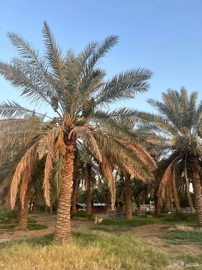 نخل 0