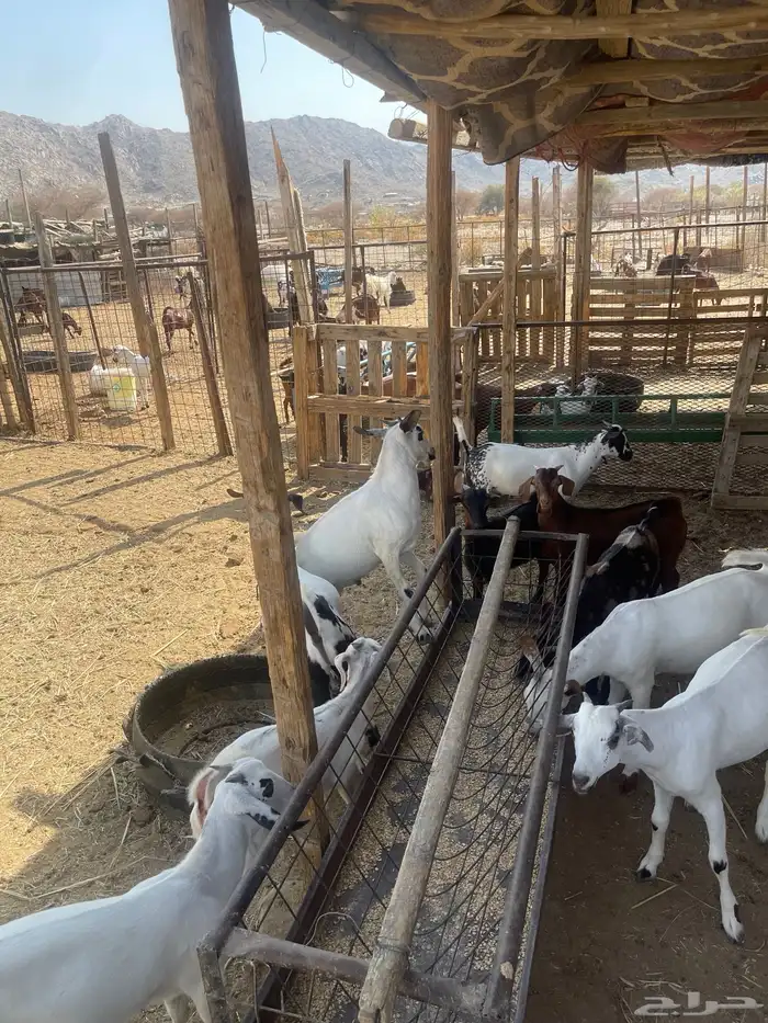 تيوس بيشيه العدد 10 اعمارها 6اشهر. سمان مولده عندي من حلالي 6