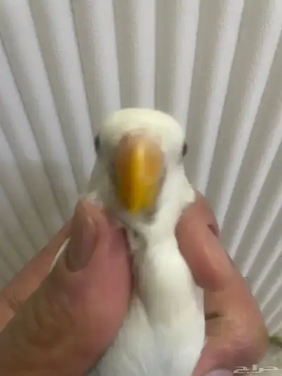 طير روز انتاج منزلي 11