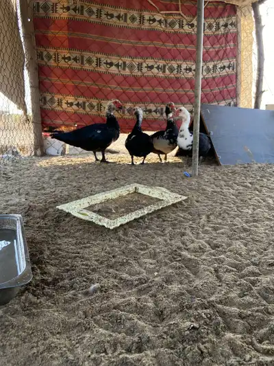 بط بلدي للبيع العدد2 اناثي و1ذكر علا السوم وتواصل واتس فقط 1