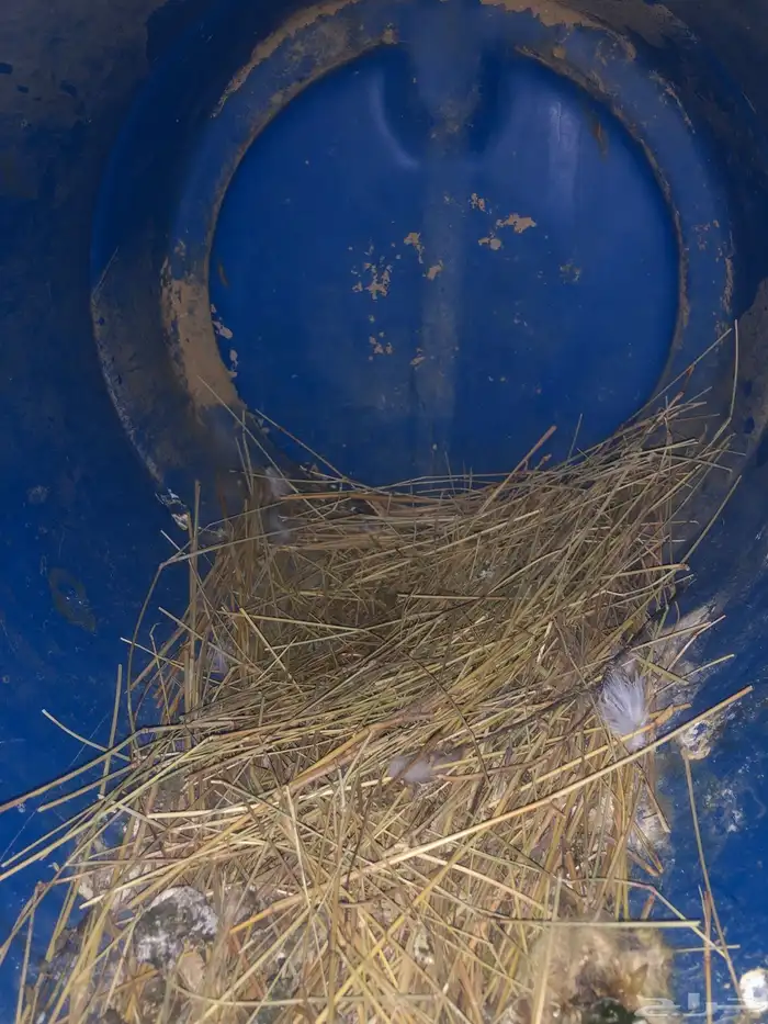 حمام مشكل تركي وهزاز انتاج بطل 5