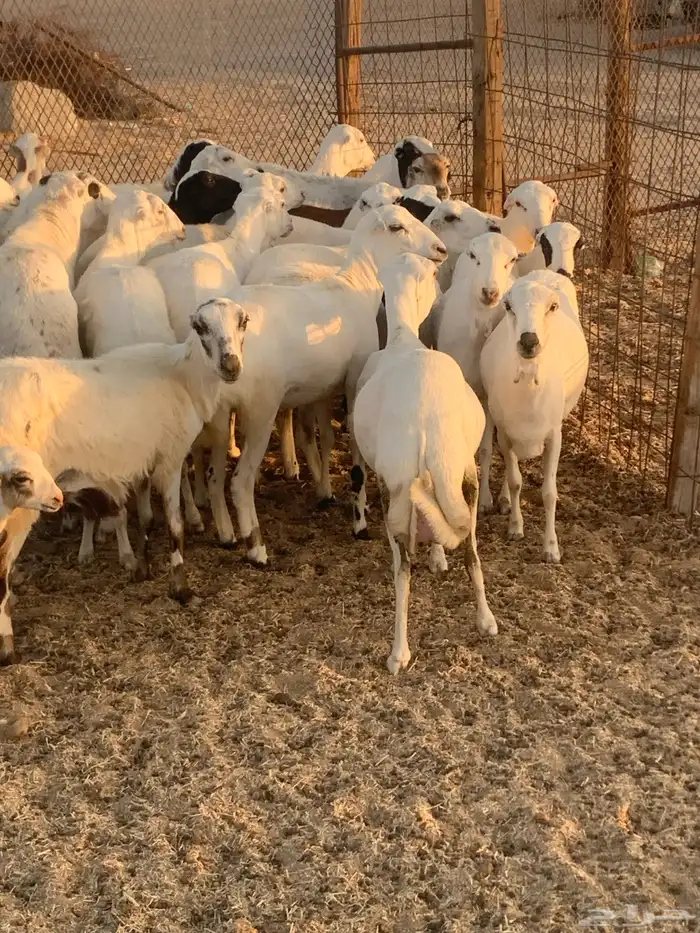 للبيع رخال رفيديات مواليد ودفيع 1