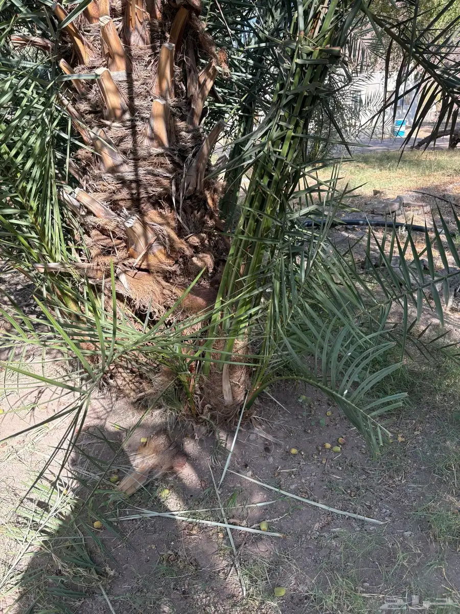 صنية روثن 1