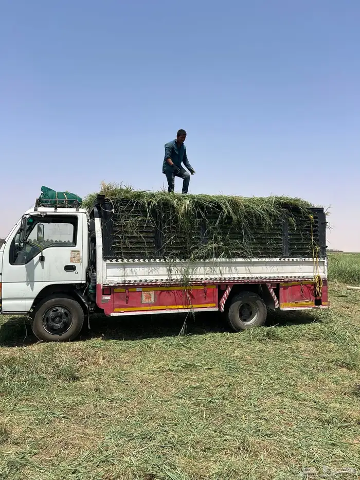 أعلاف بلوبنك اخضر 5