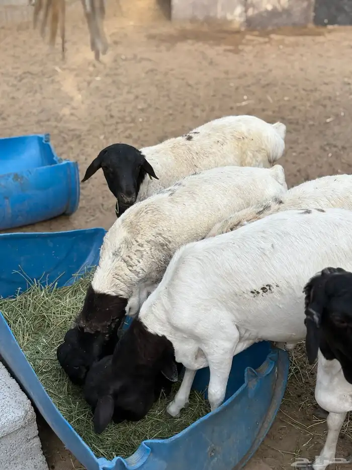 برابر فل شحم 4