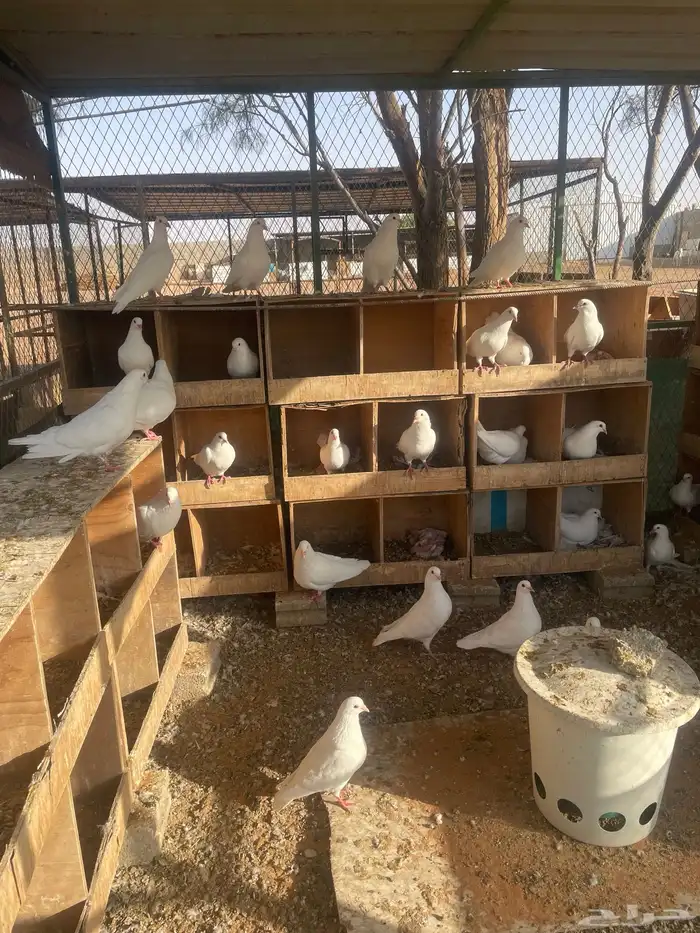 حمام سوبر دبل جانبو 0