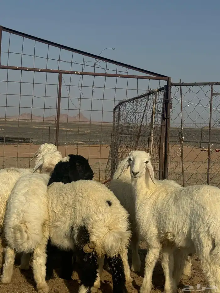 بهم حري فاخر 1