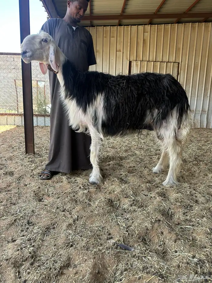 شاه نجديه خصم 0