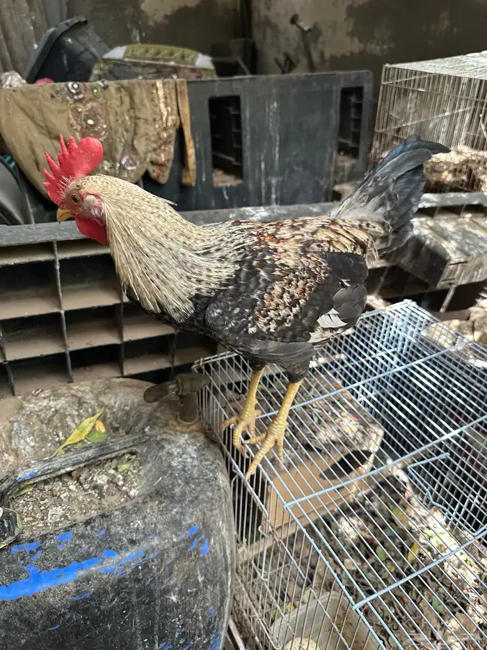 ديوك عربي وتركي للبيع 1
