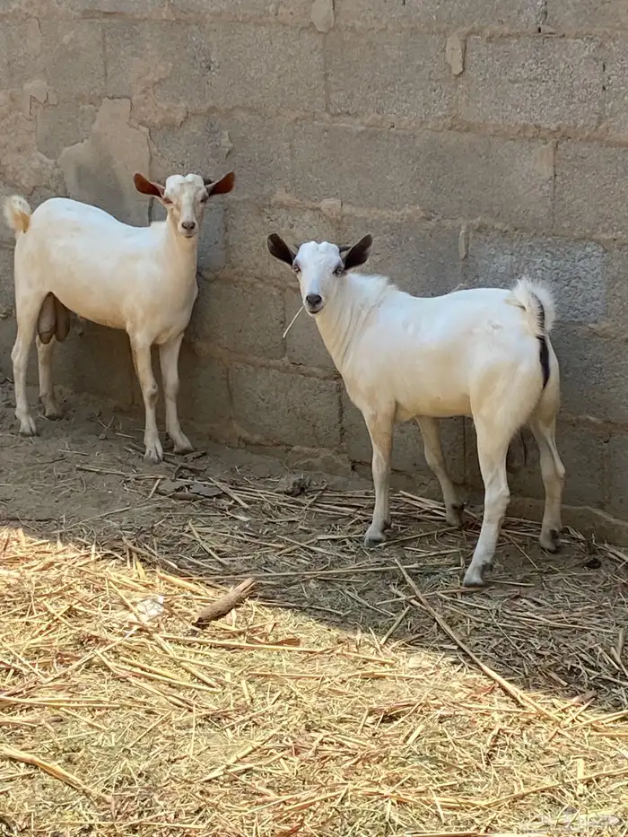اثنين تيوس ذبايح 1