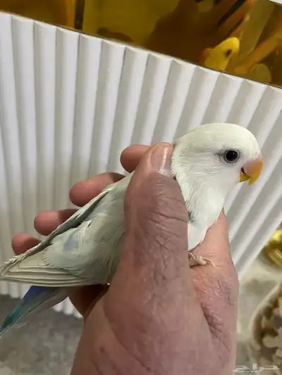 طير روز انتاج منزلي 0