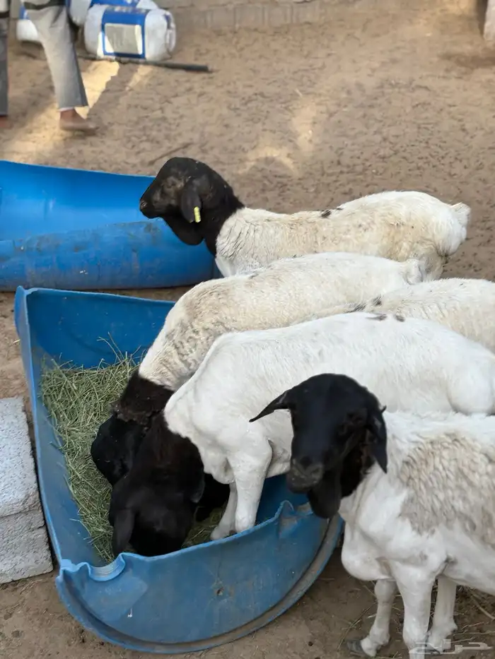برابر فل شحم 3