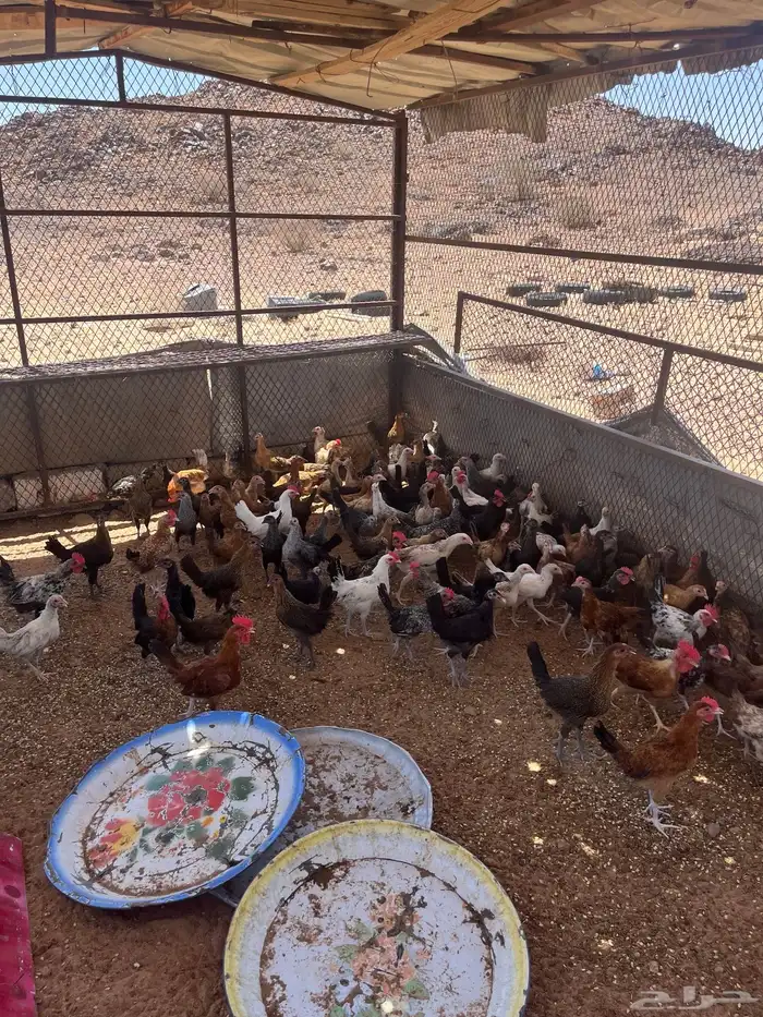 دجاج بلدي بياض وفروخ 4