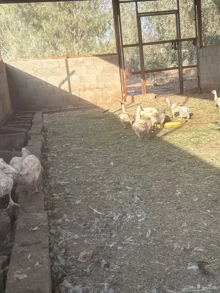 بط مصري 3