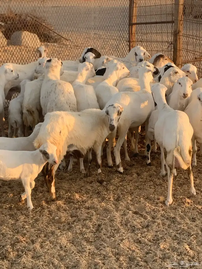 للبيع رخال رفيديات مواليد ودفيع 3