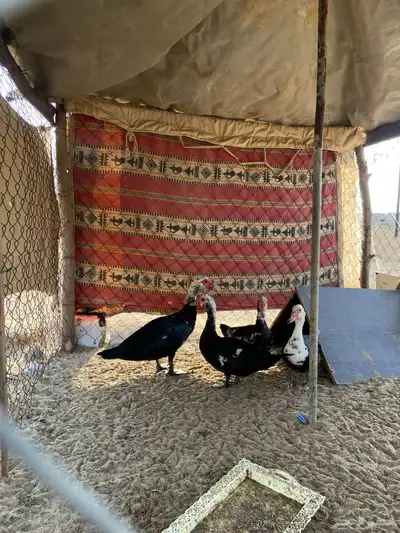 بط بلدي للبيع العدد2 اناثي و1ذكر علا السوم وتواصل واتس فقط 3