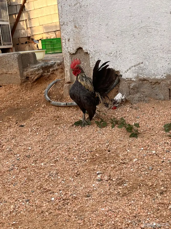 جوز دجاج سيراما 4