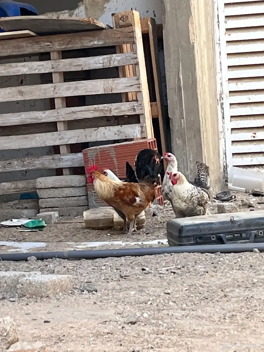 دجاج فيومي 1